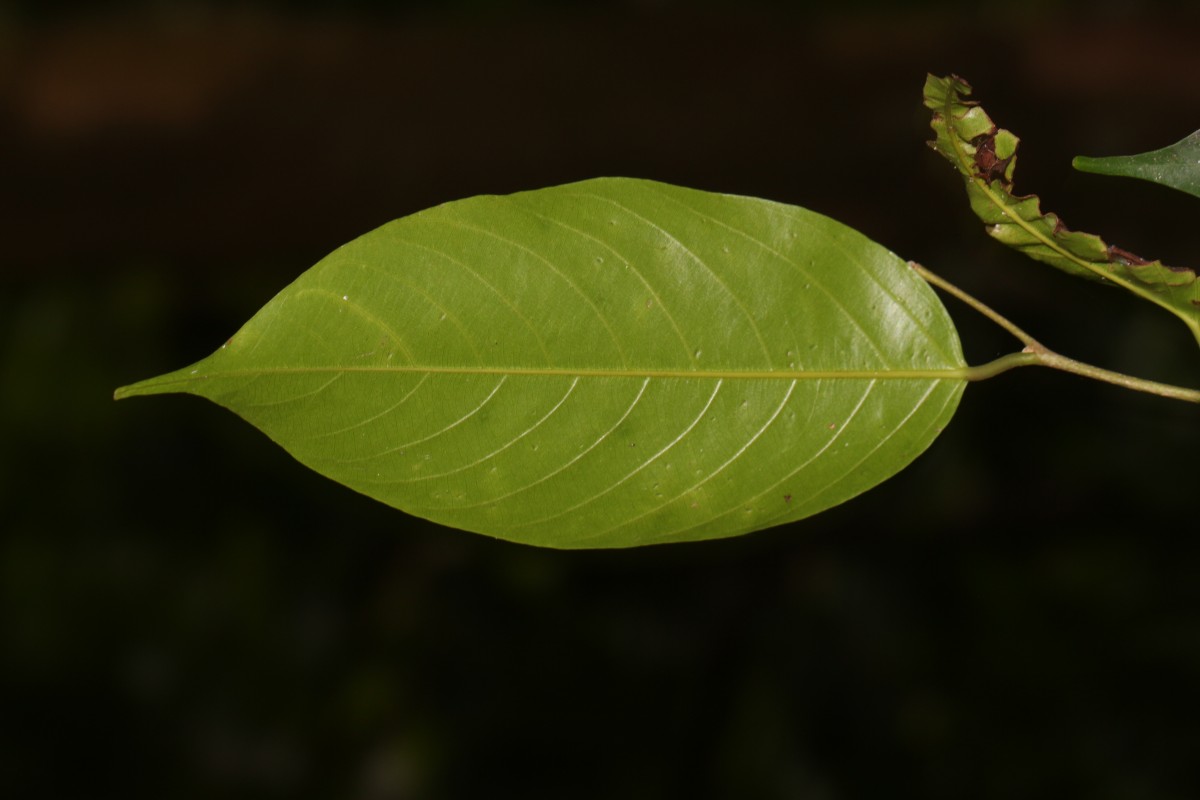 Doona cordifolia Thwaites